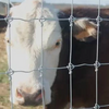 Cheap PVC Galvanized Cattle Mesh Fence Protect Plants And Livestock
