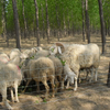 Cheap PVC Galvanized Cattle Mesh Fence Protect Plants And Livestock